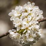 Vårblomster vita blommor träd körsbärsblomster blommor blommande äppelblom 