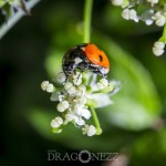 Macrofoto Morga hage spindel nyckelpiga macro insekter 