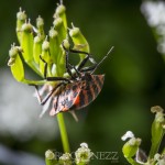 Macrofoto Morga hage spindel nyckelpiga macro insekter 