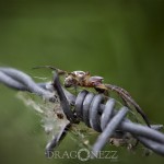 Macrofoto Morga hage spindel nyckelpiga macro insekter 