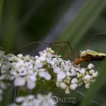 Macrofoto Morga hage spindel nyckelpiga macro insekter 