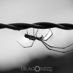 Macrofoto Morga hage spindel nyckelpiga macro insekter 