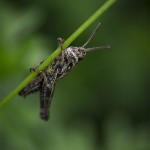 Macrofoto Fullerö nyckelpiga macro insekter fullerö 