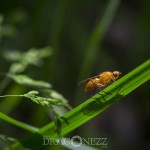 Macrofoto Fullerö nyckelpiga macro insekter fullerö 