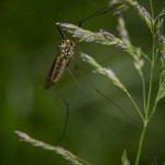 Macrofoto Fullerö nyckelpiga macro insekter fullerö 