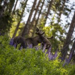 Dyr rävbild räv norrigården björngömsle älg 