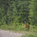 Dyr rävbild räv norrigården björngömsle älg 