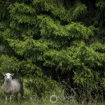 Fåren sheep hage får 