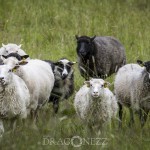 Fåren sheep hage får 