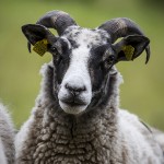 Fåren sheep hage får 