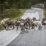 Semester   På vägen mot Norge renar ren nipfjäll idre berg 