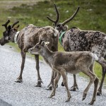 Semester   På vägen mot Norge renar ren nipfjäll idre berg 