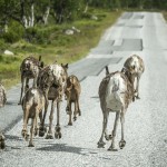 Semester   På vägen mot Norge renar ren nipfjäll idre berg 