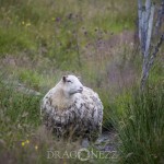 Semester   Norge Vika Feriesenter Vandring Trollstigen Røros Oppdal norway norge Myskoxsafari Muskossafari Magiskt Kongsvold Karlvika IMI Stølen Hjerkinn Geiranger fjorden Geiranger Fosnavåg Elmirs Pizza Place Dovrefjell Dovrefjäll Dalsnibba berg 