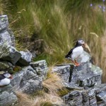 Semester   Norge Vika Feriesenter Vandring Trollstigen Røros Oppdal norway norge Myskoxsafari Muskossafari Magiskt Kongsvold Karlvika IMI Stølen Hjerkinn Geiranger fjorden Geiranger Fosnavåg Elmirs Pizza Place Dovrefjell Dovrefjäll Dalsnibba berg 