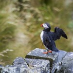 Semester   Norge Vika Feriesenter Vandring Trollstigen Røros Oppdal norway norge Myskoxsafari Muskossafari Magiskt Kongsvold Karlvika IMI Stølen Hjerkinn Geiranger fjorden Geiranger Fosnavåg Elmirs Pizza Place Dovrefjell Dovrefjäll Dalsnibba berg 