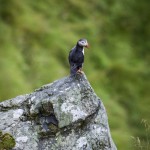 Semester   Norge Vika Feriesenter Vandring Trollstigen Røros Oppdal norway norge Myskoxsafari Muskossafari Magiskt Kongsvold Karlvika IMI Stølen Hjerkinn Geiranger fjorden Geiranger Fosnavåg Elmirs Pizza Place Dovrefjell Dovrefjäll Dalsnibba berg 