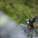 Semester   Norge Vika Feriesenter Vandring Trollstigen Røros Oppdal norway norge Myskoxsafari Muskossafari Magiskt Kongsvold Karlvika IMI Stølen Hjerkinn Geiranger fjorden Geiranger Fosnavåg Elmirs Pizza Place Dovrefjell Dovrefjäll Dalsnibba berg 