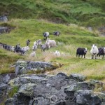 Semester   Norge Vika Feriesenter Vandring Trollstigen Røros Oppdal norway norge Myskoxsafari Muskossafari Magiskt Kongsvold Karlvika IMI Stølen Hjerkinn Geiranger fjorden Geiranger Fosnavåg Elmirs Pizza Place Dovrefjell Dovrefjäll Dalsnibba berg 