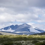 Semester   Norge Vika Feriesenter Vandring Trollstigen Røros Oppdal norway norge Myskoxsafari Muskossafari Magiskt Kongsvold Karlvika IMI Stølen Hjerkinn Geiranger fjorden Geiranger Fosnavåg Elmirs Pizza Place Dovrefjell Dovrefjäll Dalsnibba berg 