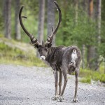 Semester   På vägen mot Norge renar ren nipfjäll idre berg 