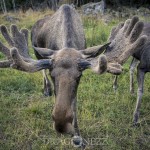 Gårdsjö Älgpark leffe holger heby gårdsjö älgpark gårdsjö älgpark älgmannen 