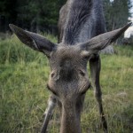 Gårdsjö Älgpark leffe holger heby gårdsjö älgpark gårdsjö älgpark älgmannen 