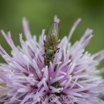 Macro vid ödeladan vårtbitare spindel ödeladan macro kvadratspindel gräshoppa 