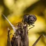 Macro vid ödeladan vårtbitare spindel ödeladan macro kvadratspindel gräshoppa 