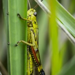 Macro vid ödeladan vårtbitare spindel ödeladan macro kvadratspindel gräshoppa 