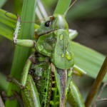 Macro vid ödeladan vårtbitare spindel ödeladan macro kvadratspindel gräshoppa 