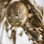Macro vid ödeladan vårtbitare spindel ödeladan macro kvadratspindel gräshoppa 