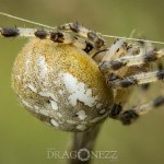 Macro vid ödeladan vårtbitare spindel ödeladan macro kvadratspindel gräshoppa 