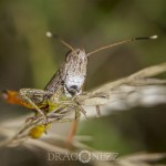 Macro vid ödeladan vårtbitare spindel ödeladan macro kvadratspindel gräshoppa 