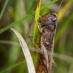 Macro vid ödeladan vårtbitare spindel ödeladan macro kvadratspindel gräshoppa 