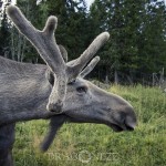 Gårdsjö Älgpark leffe holger heby gårdsjö älgpark gårdsjö älgpark älgmannen 