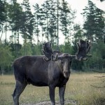 Gårdsjö Älgpark leffe holger heby gårdsjö älgpark gårdsjö älgpark älgmannen 