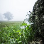Macro i dimman tidig morgon snigel morga hage macro insekter ekar dimma 