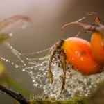 Macro i dimman tidig morgon snigel morga hage macro insekter ekar dimma 