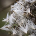 Macro i dimman tidig morgon snigel morga hage macro insekter ekar dimma 