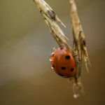 Macro i dimman tidig morgon snigel morga hage macro insekter ekar dimma 