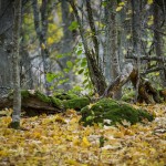 Höst vass vackra färger orange mossa löv kaveldun höst gult brygga 