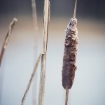 Kontrasternas dag vinter svamp skridskor mossa is frost 