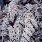 Kontrasternas dag vinter svamp skridskor mossa is frost 