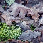 Kontrasternas dag vinter svamp skridskor mossa is frost 