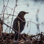 En tripp till Råstasjön squirrel solna råstasjön heron häger ekorre 