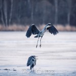 En tripp till Råstasjön squirrel solna råstasjön heron häger ekorre 