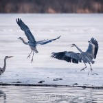 En tripp till Råstasjön squirrel solna råstasjön heron häger ekorre 