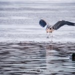 En tripp till Råstasjön squirrel solna råstasjön heron häger ekorre 