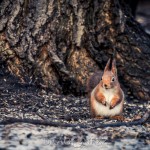 En tripp till Råstasjön squirrel solna råstasjön heron häger ekorre 